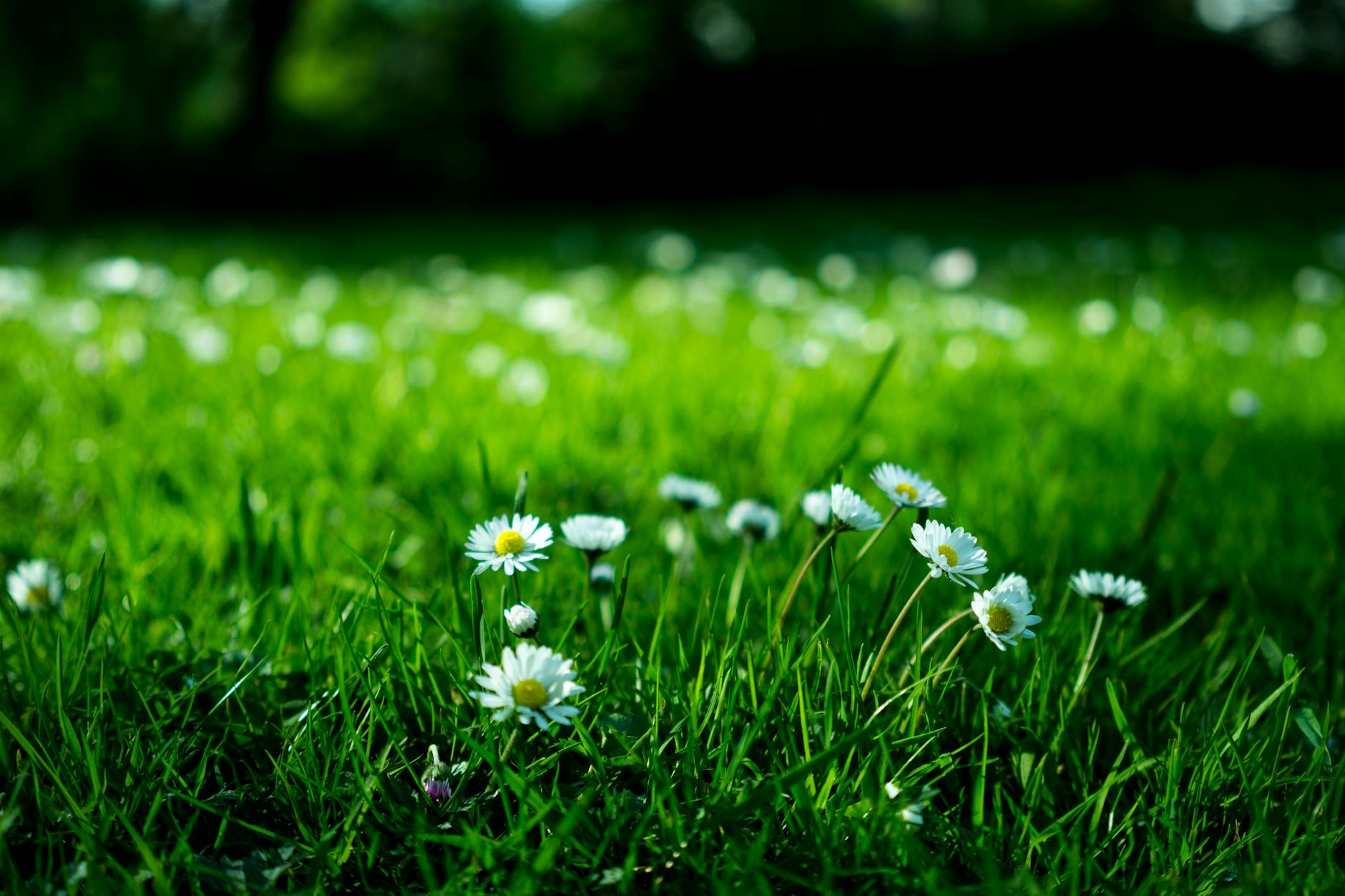 Natural Weed Removal